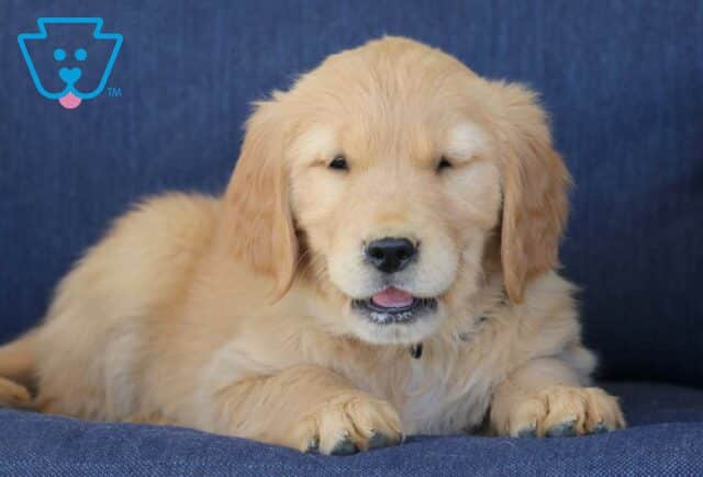 Tee Golden Retriever2 image