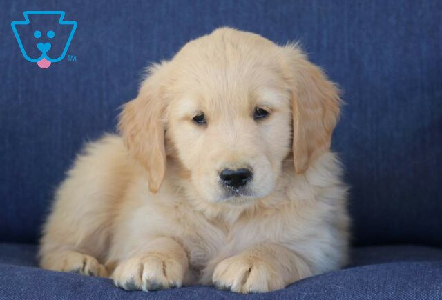 Tennessee Golden Retriever image