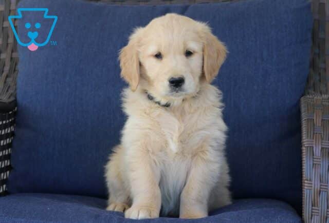 Tennessee Golden Retriever2 image