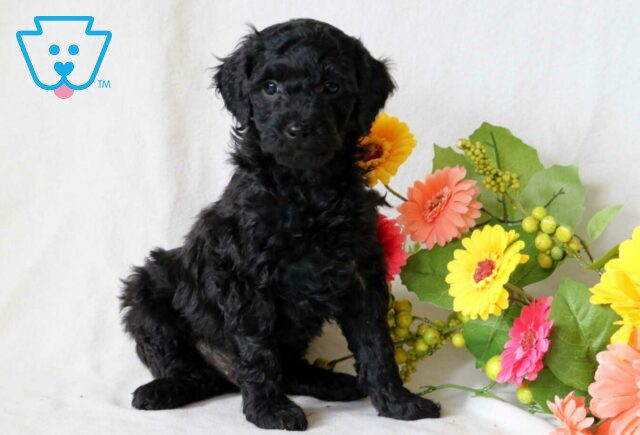 Theo Cockapoo image
