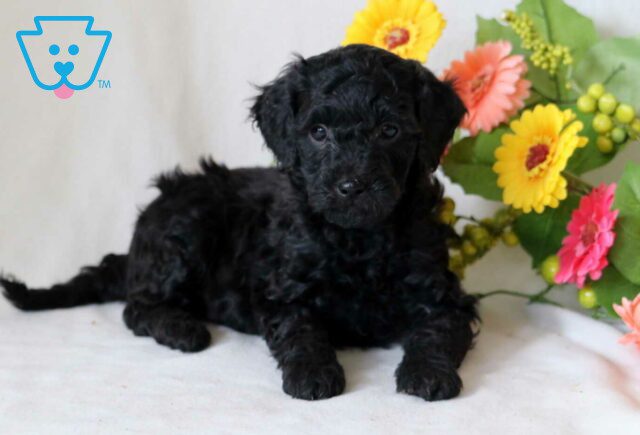 Theo Cockapoo2 image