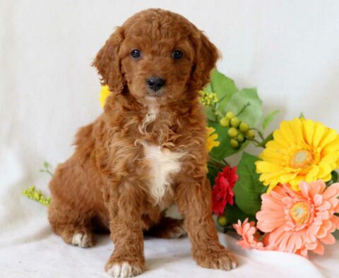 Thomas Cockapoo