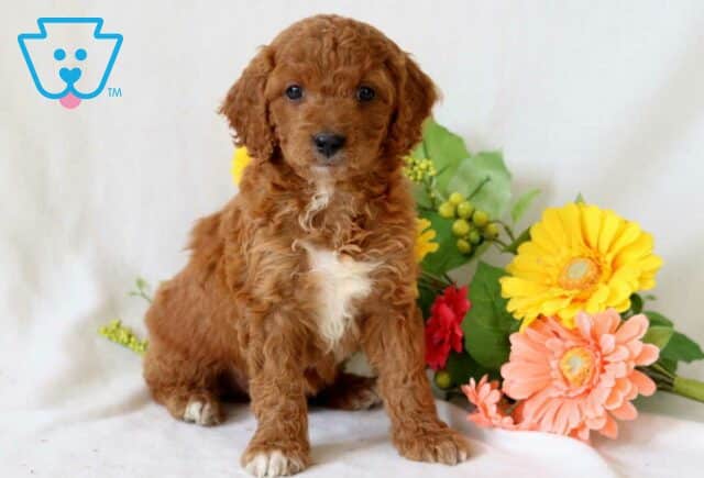 Thomas Cockapoo image