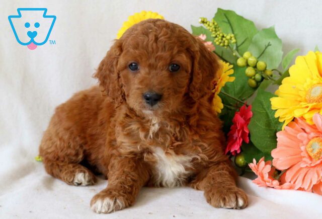 Thomas Cockapoo2 image