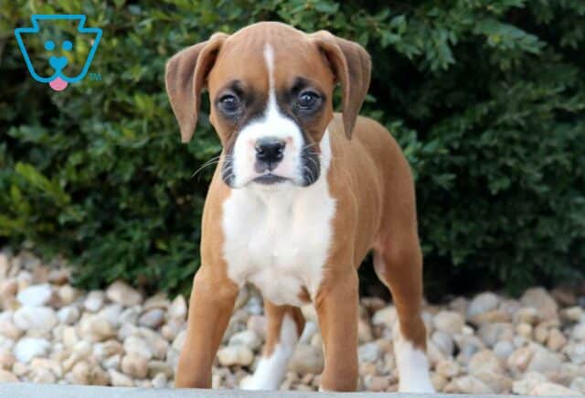 Tike Boxer image