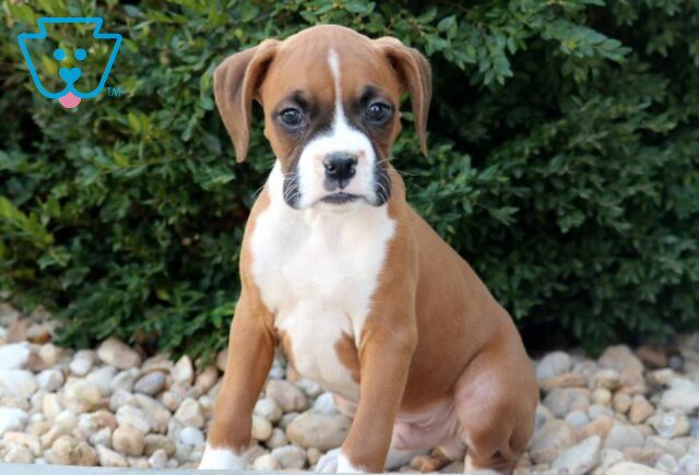 Tike Boxer2 image