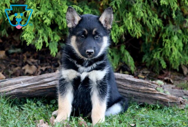 Tori Shepsky image