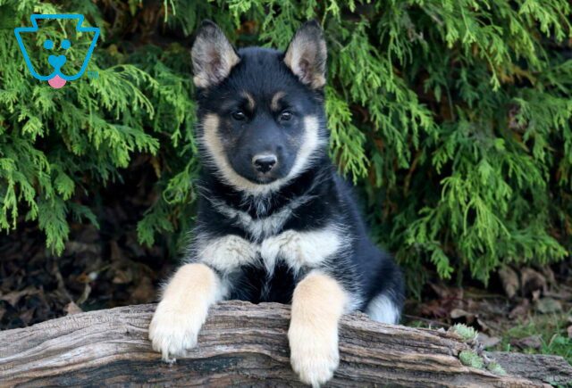 Tori Shepsky2 image