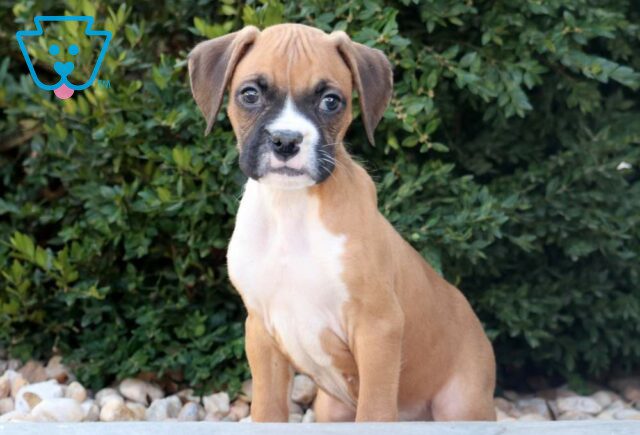 Tucker Boxer image