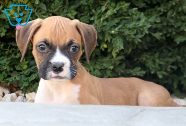 Tucker Boxer2 image