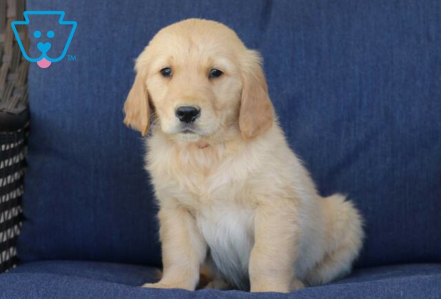 Turbo Golden Retriever image