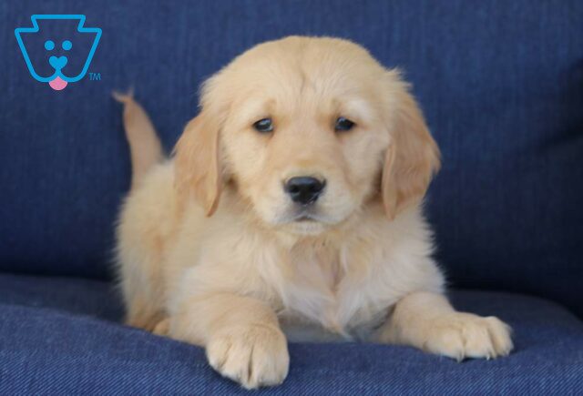 Turbo Golden Retriever2 image