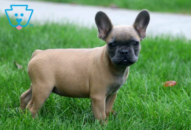 Tweety French Bulldog image