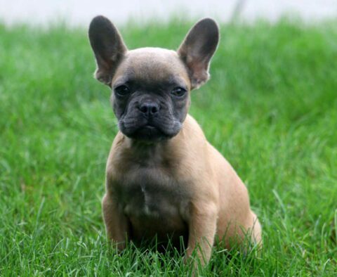 Tweety French Bulldog2