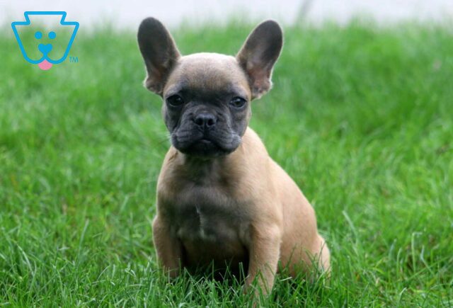 Tweety French Bulldog2 image
