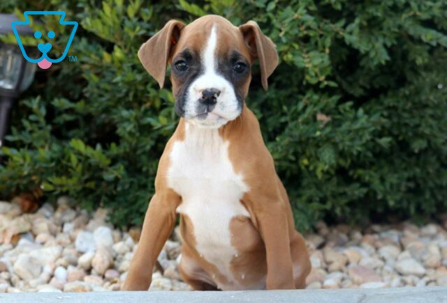 Tyson Boxer image