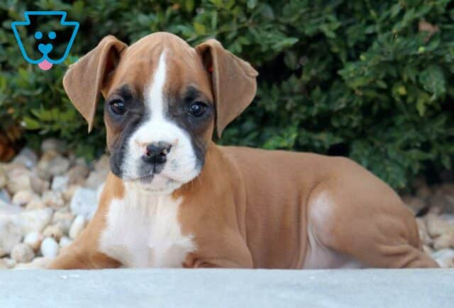 Tyson Boxer2 image