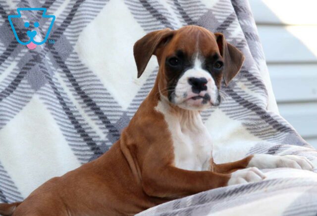 Whiskey Boxer image