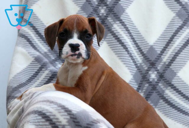 Whiskey Boxer2 image