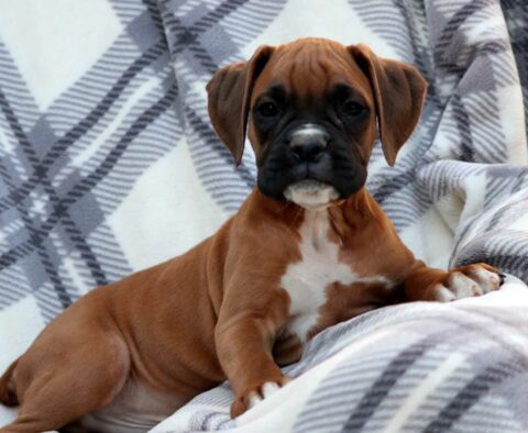 Whopper Boxer
