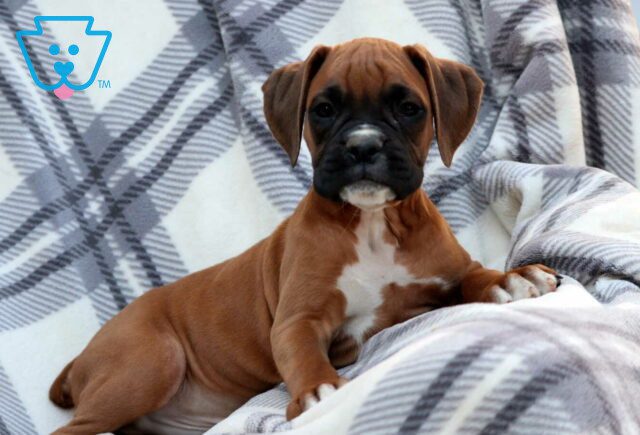 Whopper Boxer image