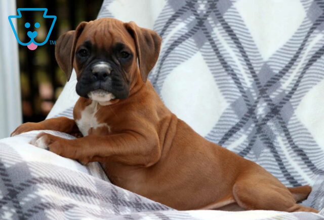 Whopper Boxer2 image