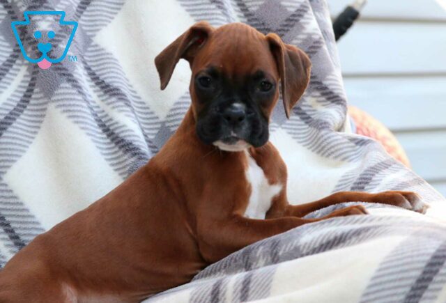 Winnie Boxer image