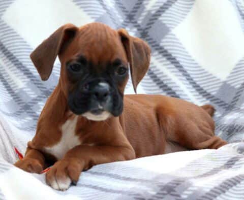 Winnie Boxer2