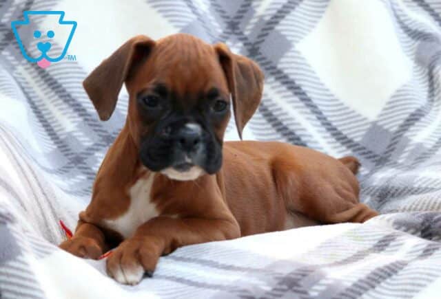 Winnie Boxer2 image