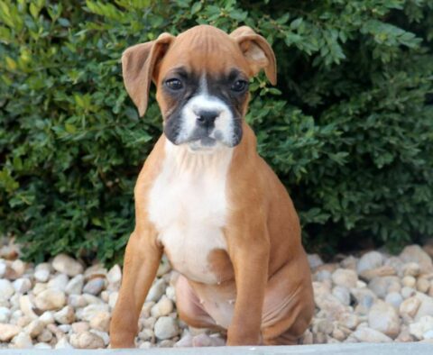 Wishes Boxer Retake