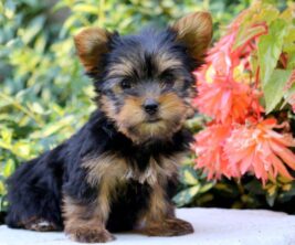 Yorkie