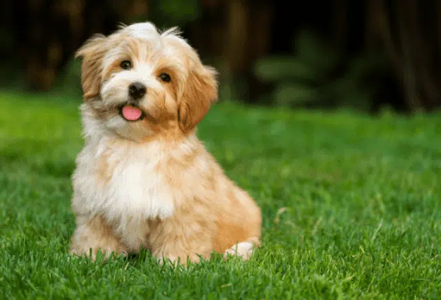 Puppy Health Guarantee