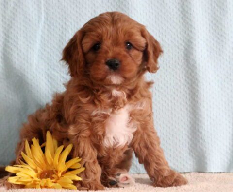 Alby Cavapoo