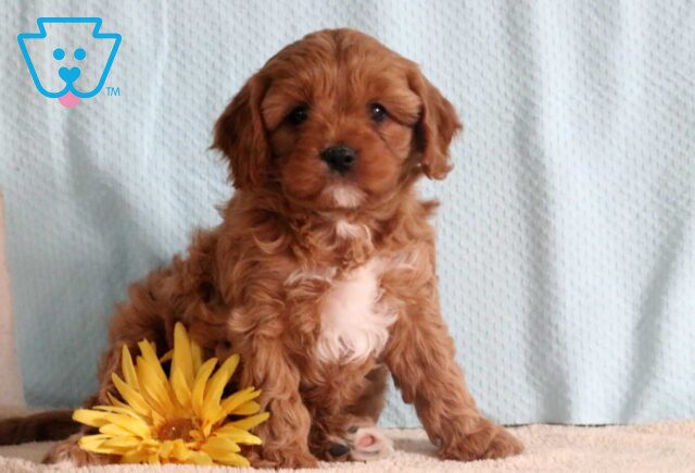 Alby Cavapoo image