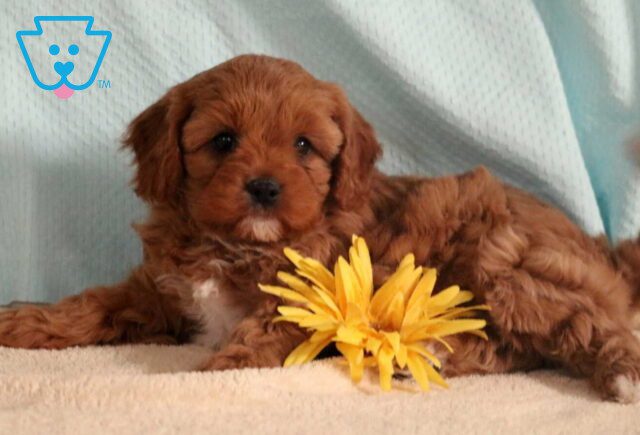 Alby Cavapoo2 image