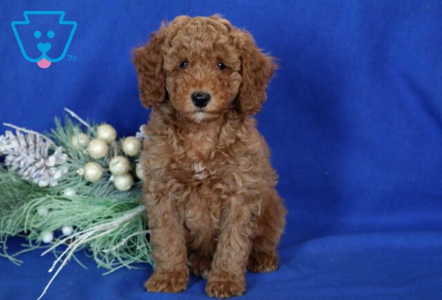 Andy Mini Poodle image