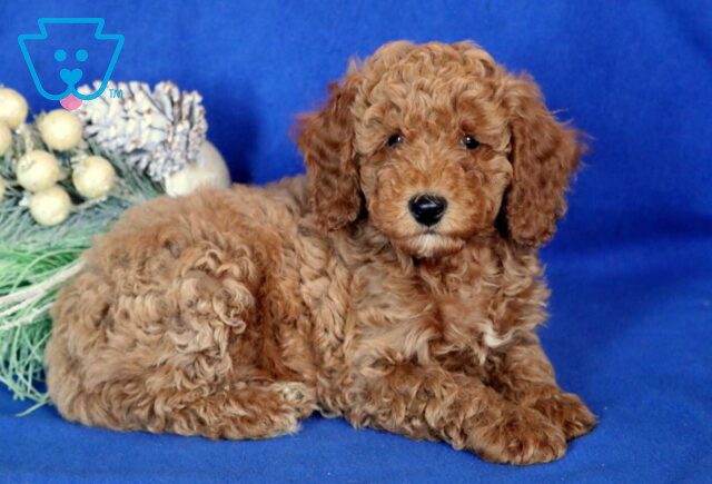 Andy Mini Poodle2 image