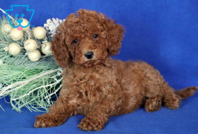 Angel Mini Poodle image
