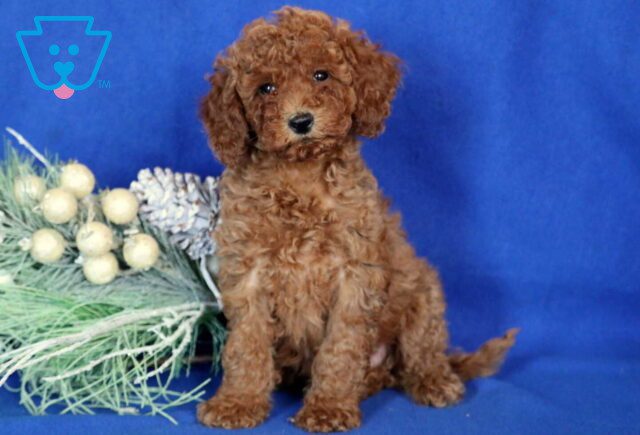Angel Mini Poodle2 image