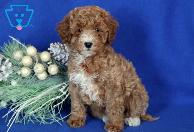 Angelica Mini Poodle image