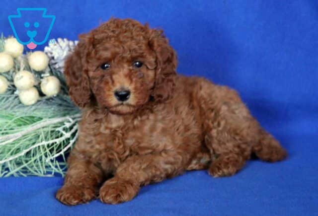 Archie Mini Poodle image