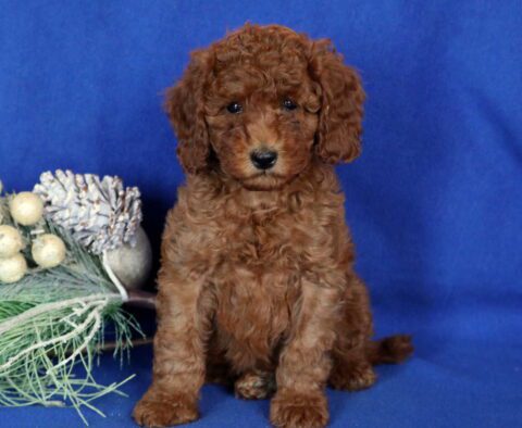 Archie Mini Poodle2