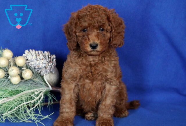 Archie Mini Poodle2 image