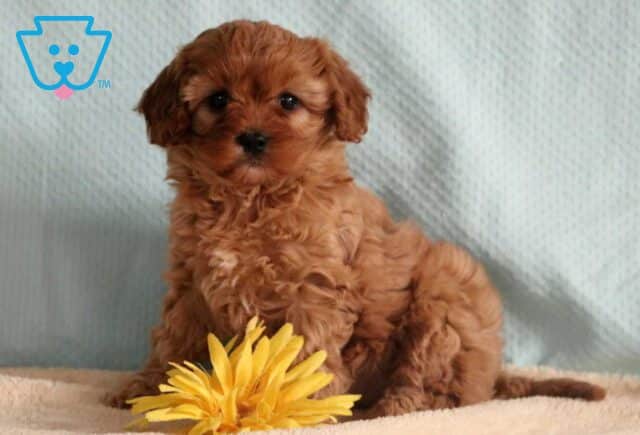 Ashley Cavapoo image