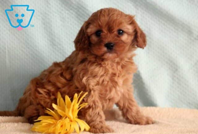 Ashley Cavapoo2 image