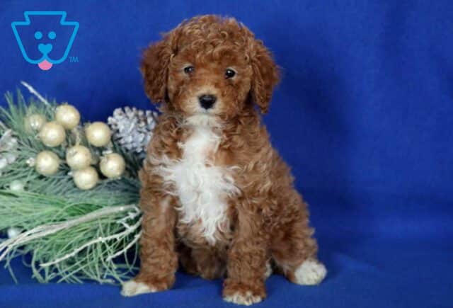 Atti Mini Poodle image