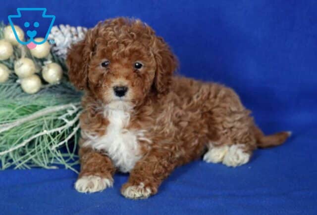 Atti Mini Poodle2 image