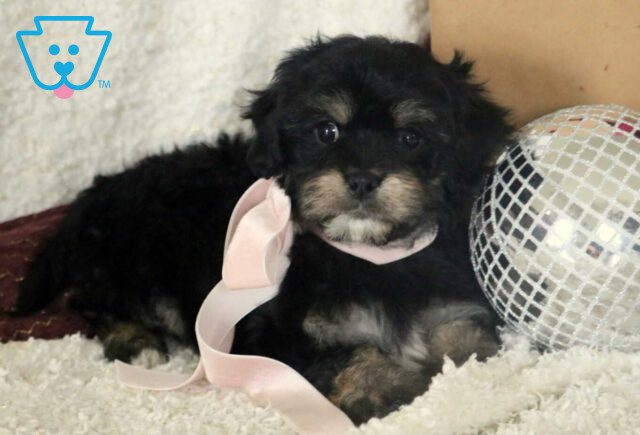 Babycakes Cavachon2 image