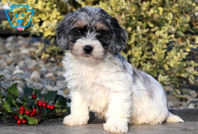 Barkley Cockapoo image