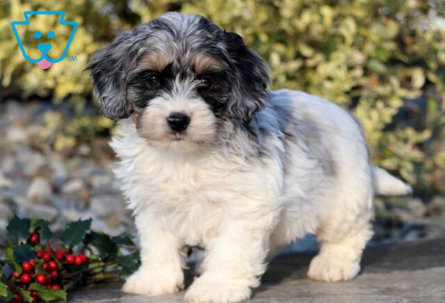 Barkley Cockapoo2 image